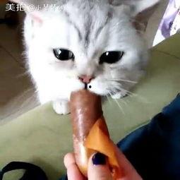 娱乐吃瓜喵喵喵,揭秘娱乐圈那些不为人知的幕后故事