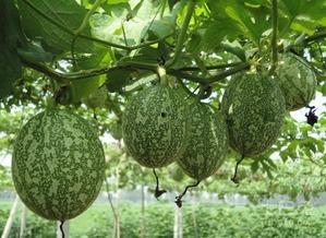 吃瓜百科在线,揭秘娱乐圈幕后真相与趣味故事