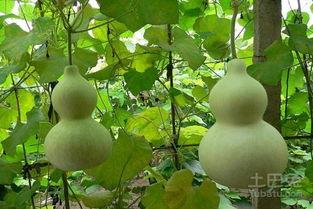 吃瓜百科在线,揭秘娱乐圈幕后真相与趣味故事